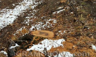 50-годишна горичка в Сунгурларско изсечена до голо