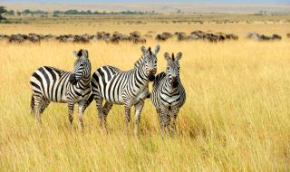 За какво служат райетата на зебрите?