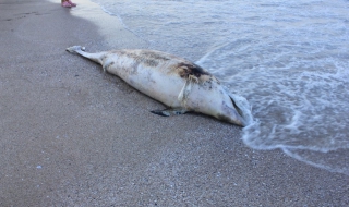 Отново убит делфин изплува на плаж "Корал"