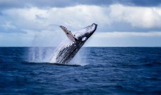 Доброволци избутаха кит обратно във водата