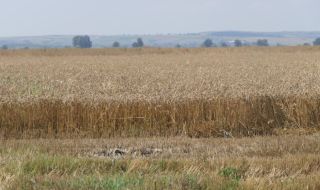 Вашингтон търси алтернативни варианти за износ на украинското зърно