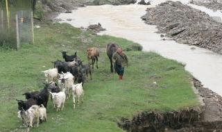 Откраднали над 100 кози от фермер в Твърдица
