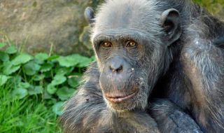 Почина най-старото шимпанзе в САЩ