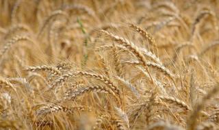 17 000 дка с пшеница в област Добрич са пропаднали заради сушата