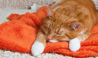 Първи случай на котка с коронавирус