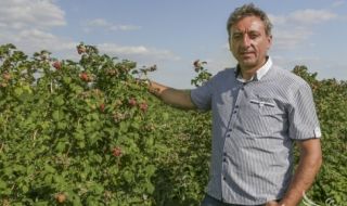 Божидар Петков: Ако подхранването закъснее заради скъпа вода, ще загубим до 40% от реколтата на ягоди и малини