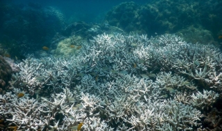 Най-големият коралов риф в Япония умира