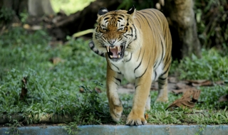 Тигър разкъса посетител в китайски зоопарк
