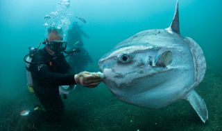 Рибари заловиха гигантска риба с рекордни размери
