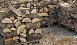 Увеличават добива на дърва за огрев с 10%