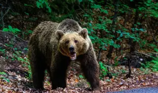 Мечки нанесоха щети за хиляди левове на габровски села