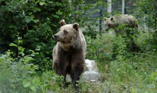 Разхлаждат мечките в Белица с плодов сладолед (СНИМКА+ВИДЕО)