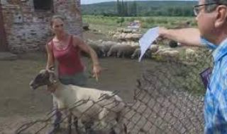 Окончателно: Не е имало чума в овцефермата на Ана Петрова от Болярово