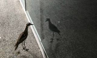 Екзистенциалната криза на една птица