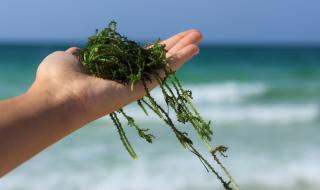 По плажовете има смъртоносни водорасли, които убиват за секунди
