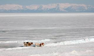 "Снежни" крави пътуват под Казахстан (ВИДЕО)