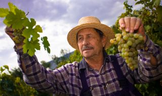 Френските винопроизводители са изправени пред една от най-лошите си реколти в историята