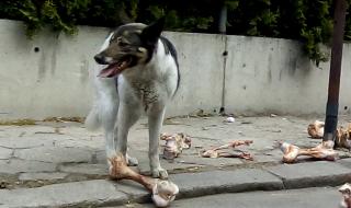 Куче се откъсна от синджир и отхапа пръстите на човек