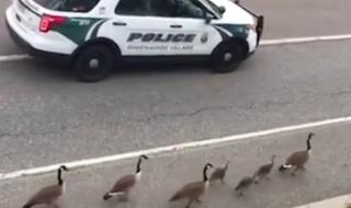 Спецакция в САЩ! Полицията ескортира... гъски