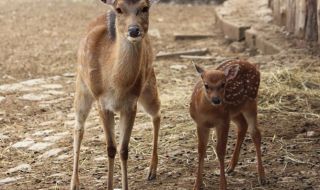 Роди се петнисто виетнамско еленче в столичния зоопарк (СНИМКИ)