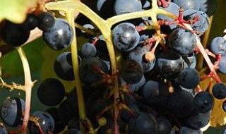 Танат - сортът грозде изстрелял Уругвай на световната винена карта