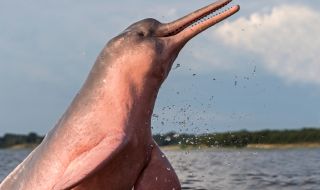 Спасиха „вълшебни“ розови делфини в Боливия (ВИДЕО)