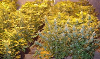 Габровски полицаи откриха нелегална нарколаборатория