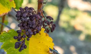 Най-старото вино е произвеждано от ферментирали стафиди