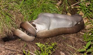 Питон погълна огромен крокодил пред очите на каякар (СНИМКИ)