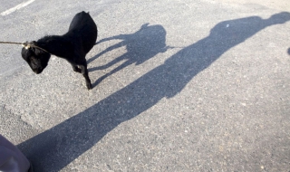 В Германия пак ще забраняват секса с животни