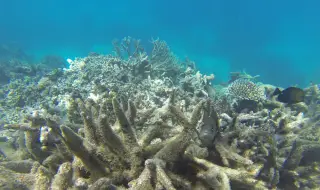 На какво се дължи "масовото избелване" на Големия бариерен риф в Австралия?