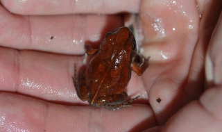 Откриха жаба, изчезнала от над половин век