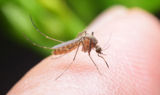 Защо комарите хапят определени хора, а други не?