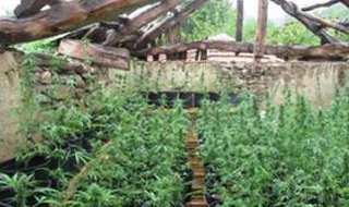 Откриха близо половин тон канабис