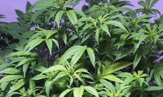 Разбиха домашна оранжерия за канабис