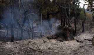 Седми пореден ден Албания се бори с пожар в горски масив 
