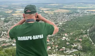 България: пантерата на Шрьодингер и некадърната държава