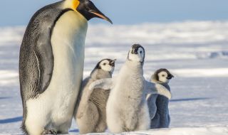 Малките на императорския пингвин измират заради топенето на ледове в Антарктида
