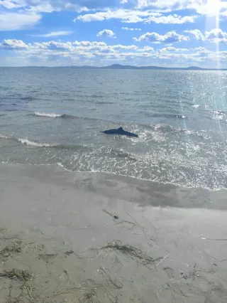 Who rescued the stranded dolphin in Pomorie?