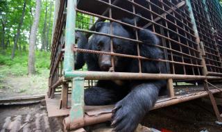 Мечка в клетка сграбчи жена и...  (ВИДЕО)