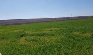 Крадци косят зелена пшеница край Козлодуй