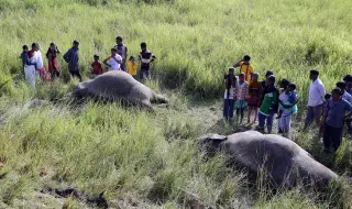 Влак уби осем слона в Индия, дерайлираха пет вагона