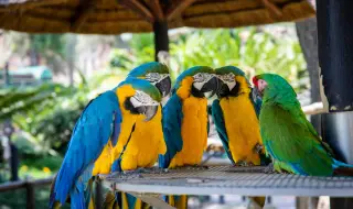 Папагал – практическо ръководство за избор, грижи и изгодно закупуване