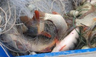 Доброволци унищожиха 240 метра бракониерски мрежи с риба