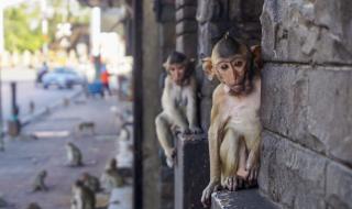 16-годишен пусна на свобода 70 маймуни