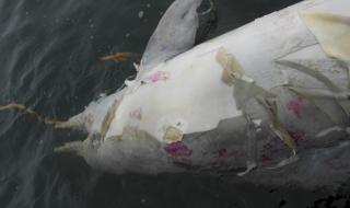 Мистериозна смърт на делфини в Бразилия