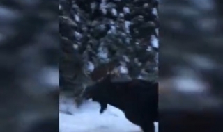 По-бърз съм от вас! (видео)