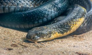 Мъж използва две отровни змии, за да убие жена си