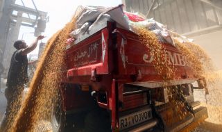 Египет получи 63 хил. тона пшеница от Франция