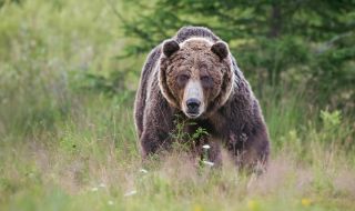 Нападение на мечка гризли в Канада